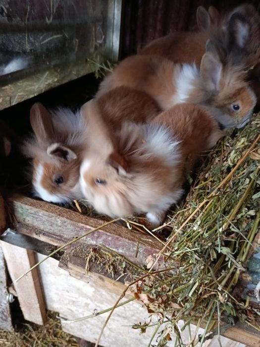 Vand iepurasi cap de leu