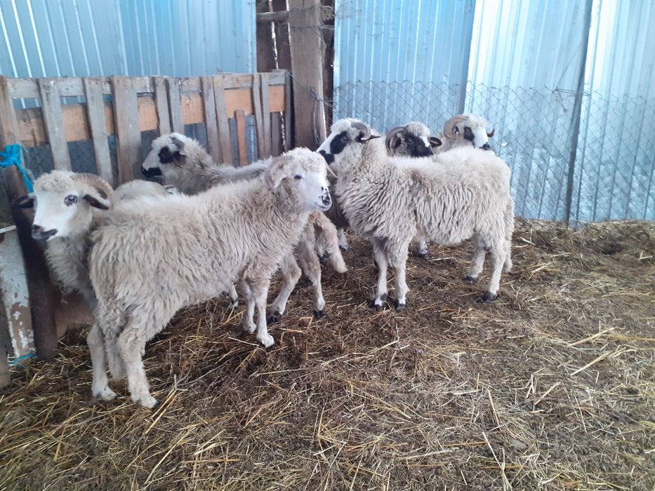 De vânzare 2 berbeci tineri și 6 miei berbecuți