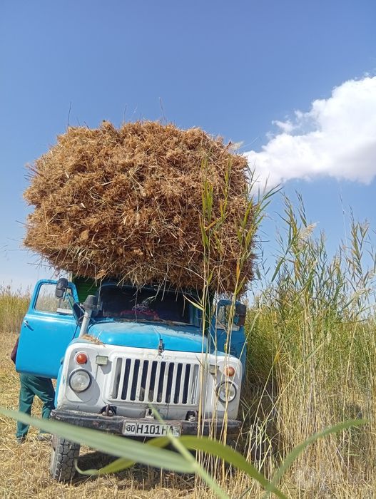 Qamishlar sotiladi