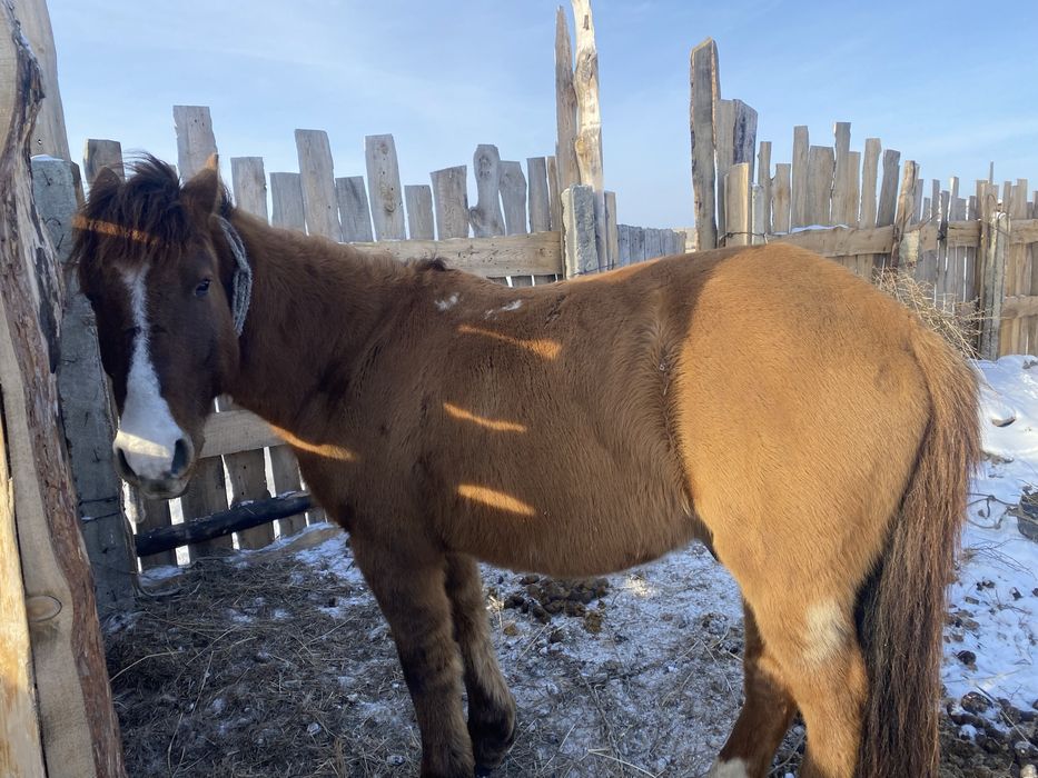 Жуас ат сатылады!