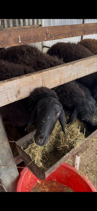 Tojikiston xisori katta qo’ylari sotiladi