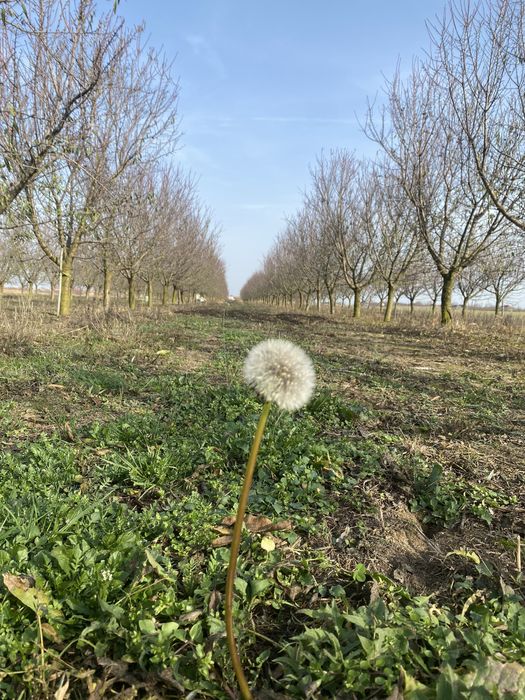 Migdale  dulci romanesti  in coajă sau miez din livadă proprie 2025