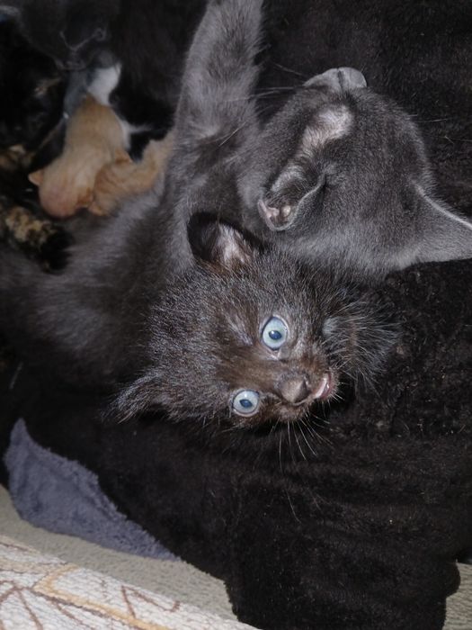 От дам котят в добрые руки