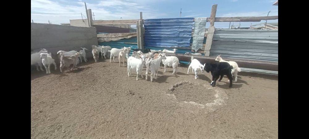 Лақтар сатылады 2 айлық