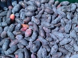 Продам Жимолость банка 2500
