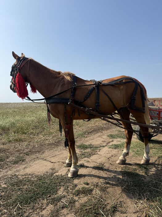 Iapă cuminte și fără defecte
