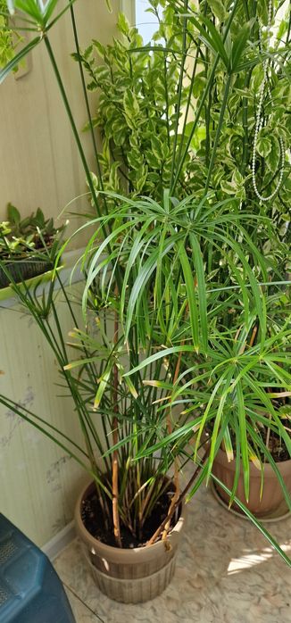 Комнатные растения.