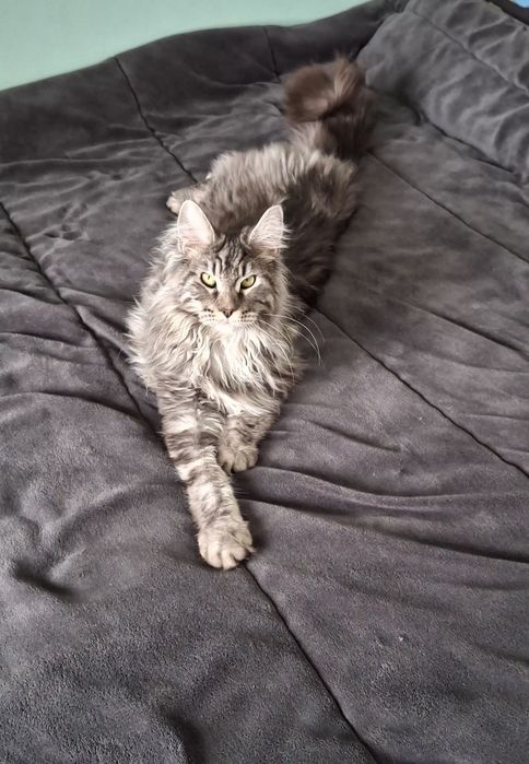 Мейн кун на 8 м.  Женска