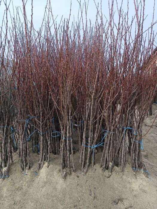 Vând pomi fructiferi altoiți anul 2 Calitate superioară