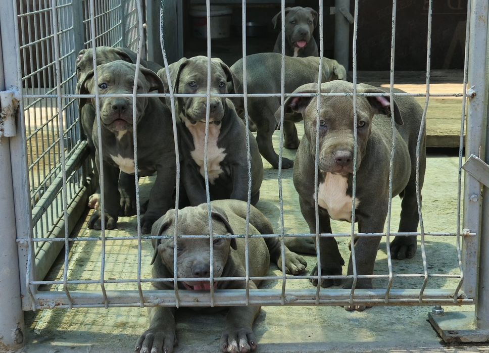 ТОП Американско були хл American bully xl ABKC