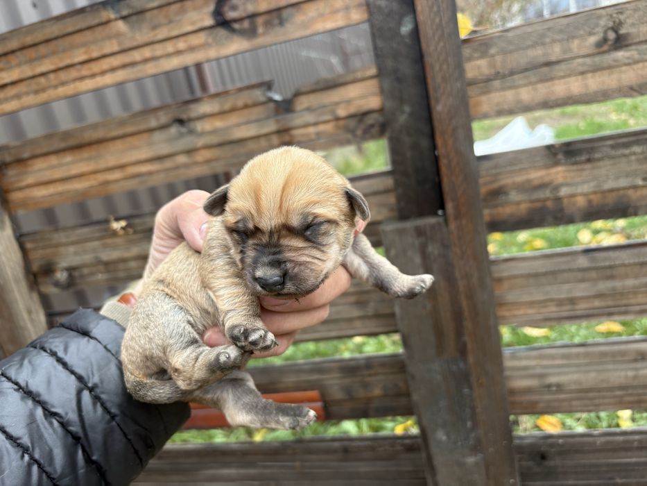 Cautam familii iubitoare pentru 6 catelusi Schnauzer german pitic