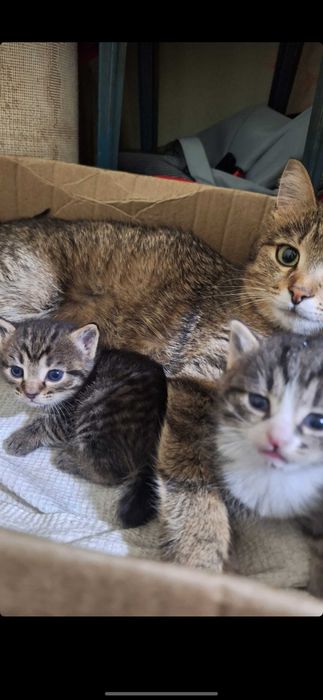 Отдам котят в хорошие руки