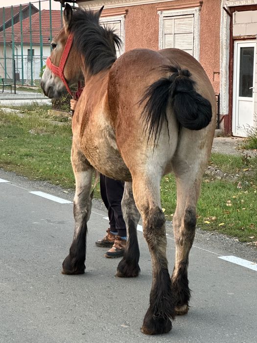 Vând manza ardeneză de un an și două luni