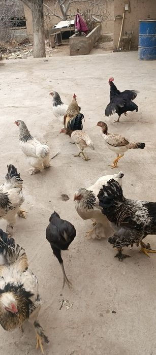 Qora shaxzoda tovuq xuroz 2+1