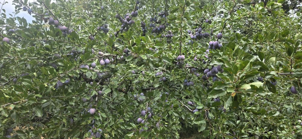 Prune de vanzare