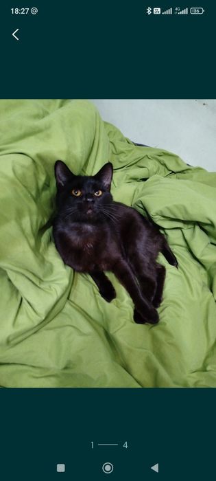 Пропал черный кот