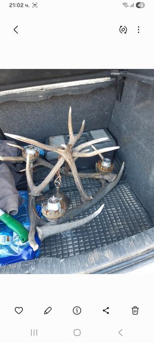 Полилей от еленови рога