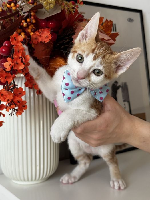 Puiuti de pisica pentru adoptie responsabila!