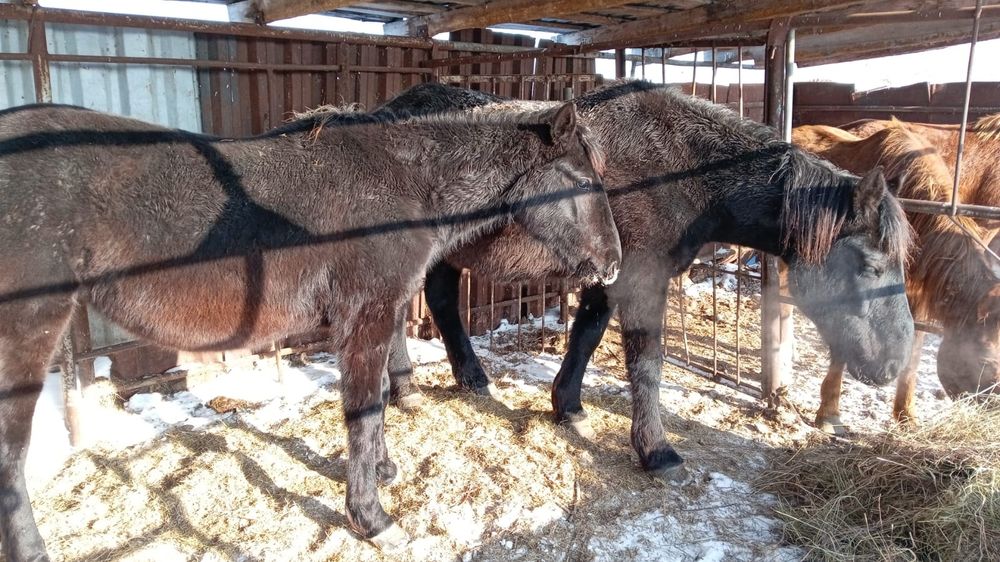 Продам жеребых кобыл