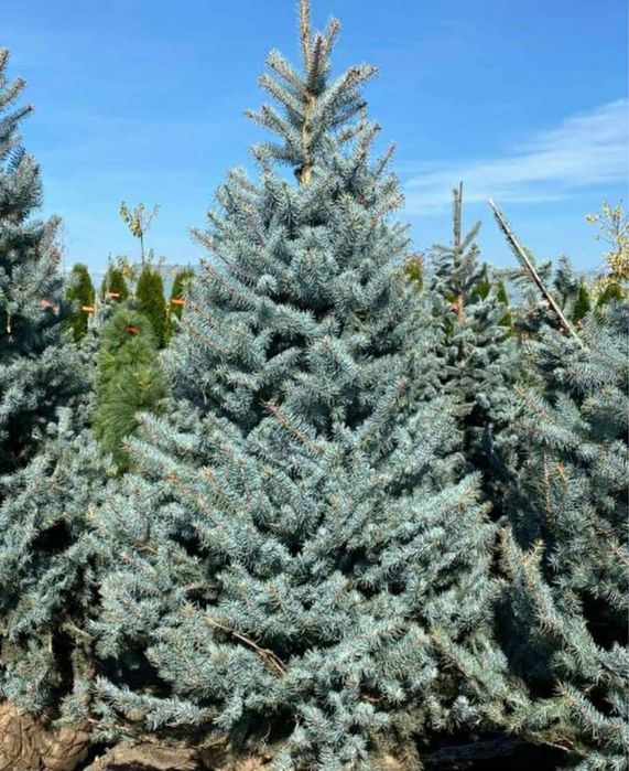 Brazi verzi si arginti la comanda