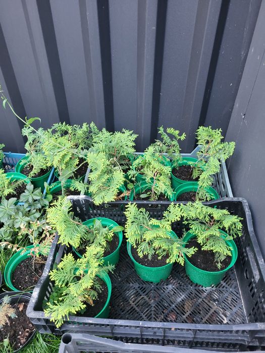 Продам  туи смарагд  в горшках