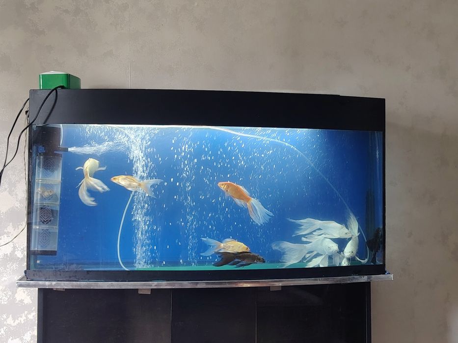 Akvarium Аквариум Рыбы комплект