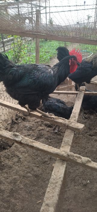 Qora shaxzoda xorozlari sotiladi