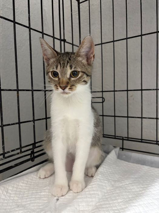 Pui de 3-4 luni pentru adoptie