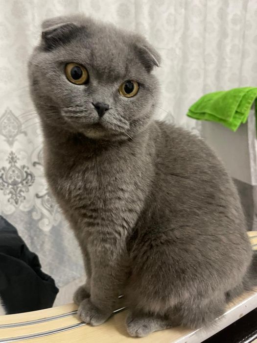 Кошка Шотладская вислоушка