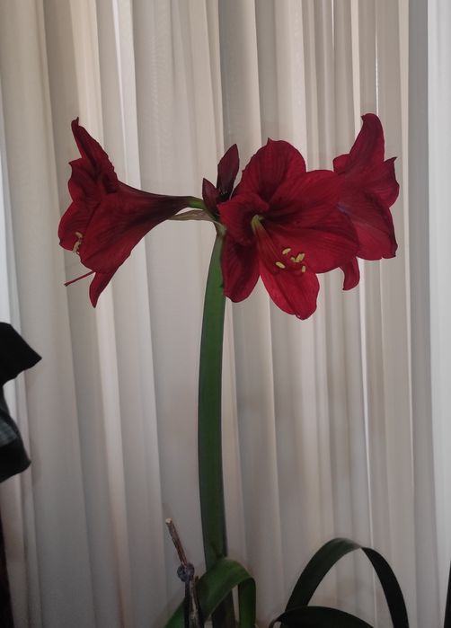 Продам цветы гиппеаструма и амазонской лилии. Цена указана без горшка.