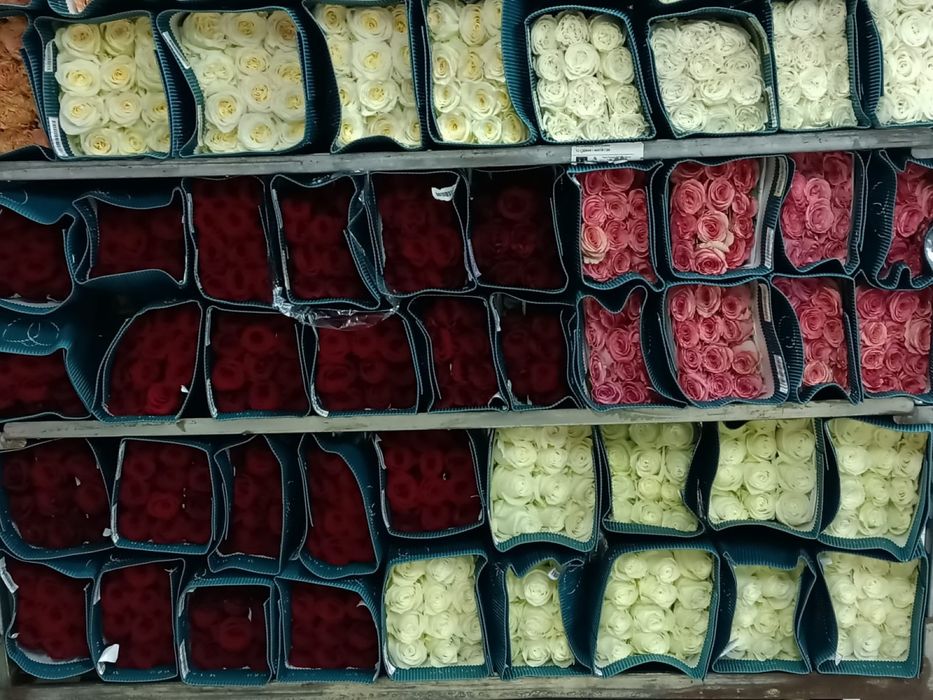 Пионы розы оптом