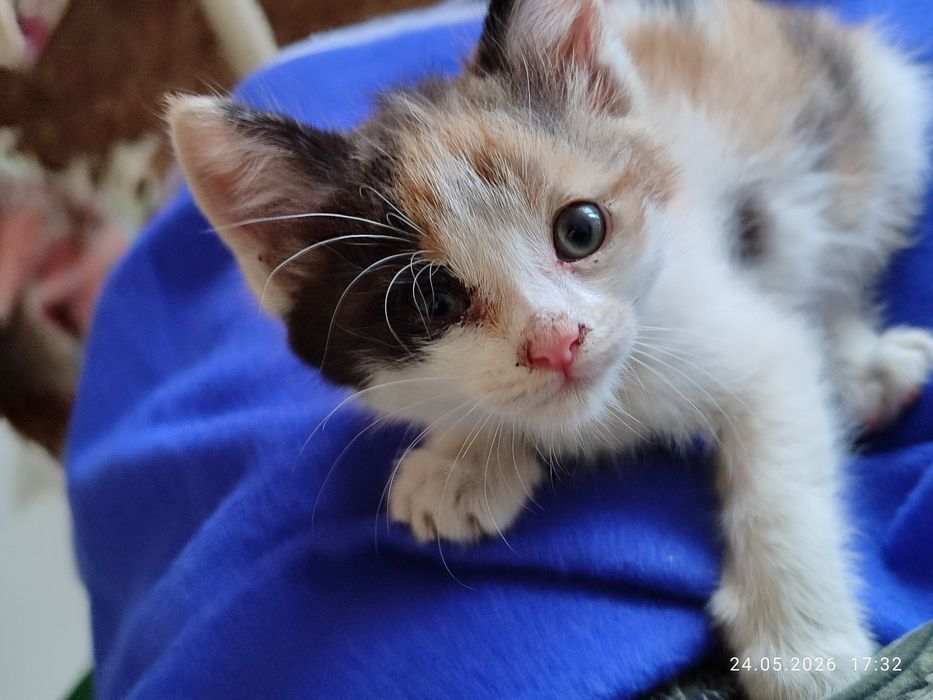 Подарявам малко коте