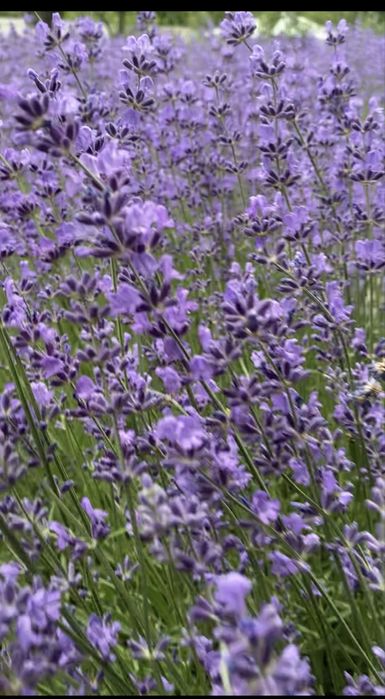 Продам Лаванду садовую