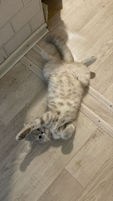 Кошка шотланка Скотиш-страйт