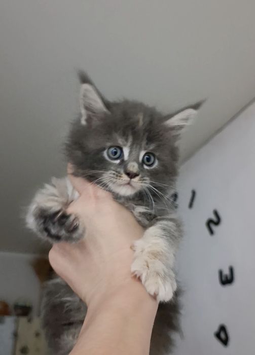 Котята Мейнкун Классик 65000