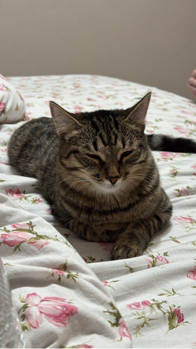 Кошечка ищет дом