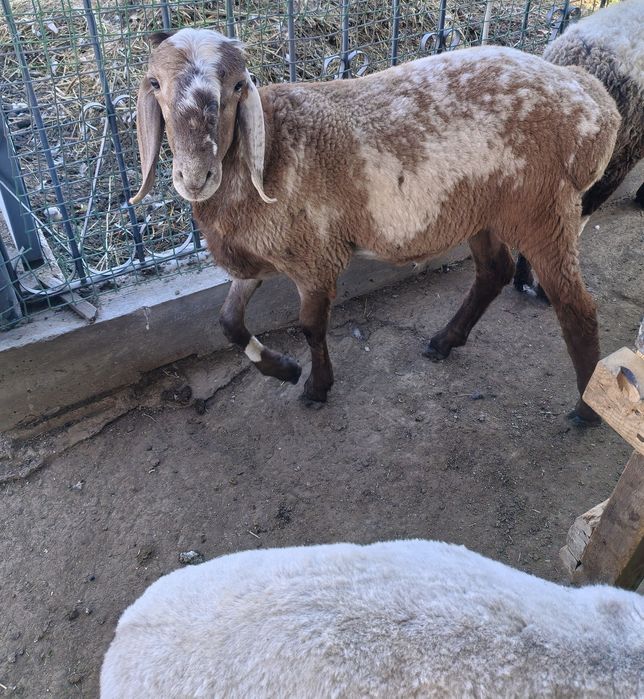 Продам кошкарчика