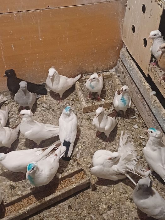 Голуби бакинские