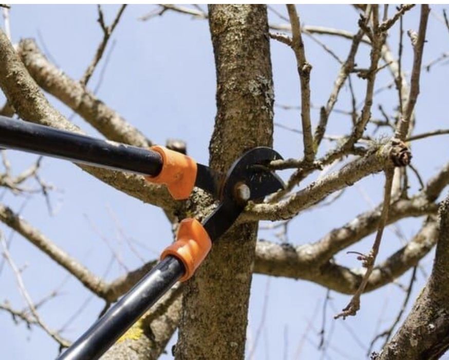 Дарахтларга шакал бериш
