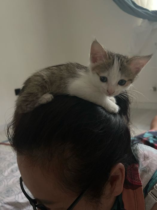 отдам кошку бесплатно