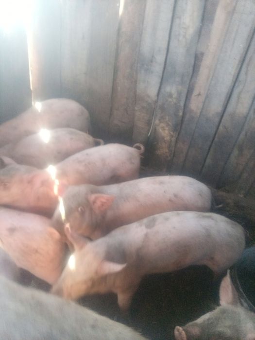 Продам поросят разного возраста