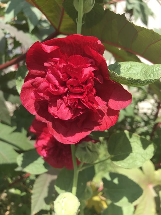 Продам семена разных цветов