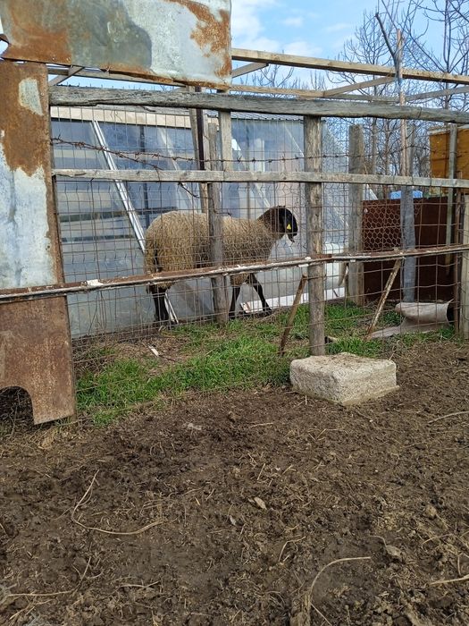 Două țigăi sârbești și o carabașă foarte mare gestanta