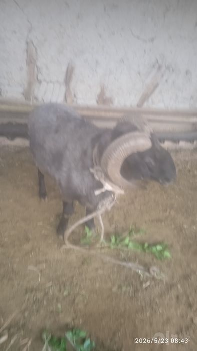 Qo'chqor sotiladi
