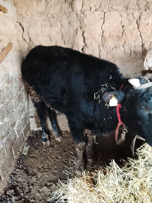 Buqacha sotiladi 1 eoshdan oshgan soglom