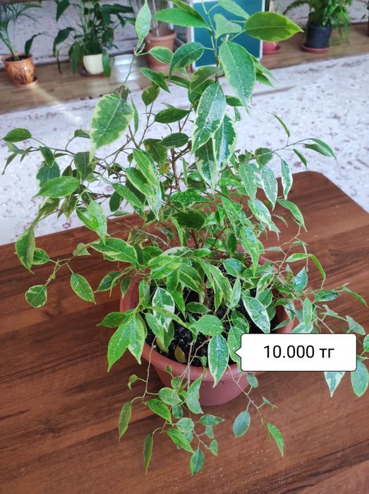 Комнатные растения