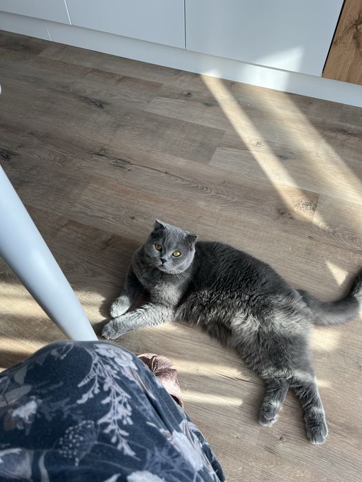 Отдам британского кота в добрые руки