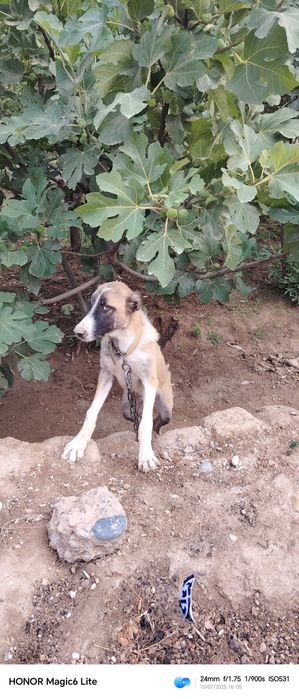 Алабай сотилади 4 ойлик кучук