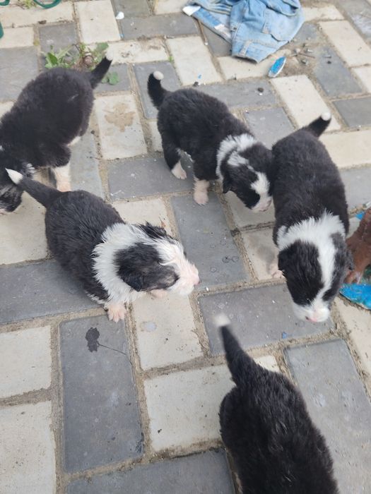 Cățeluși spre adopție