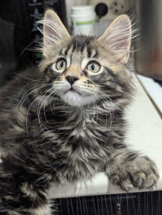 котята Мейн Кун  Полидакт